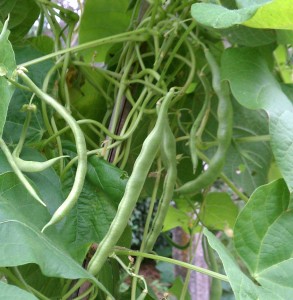 Kentucky wonder string beans